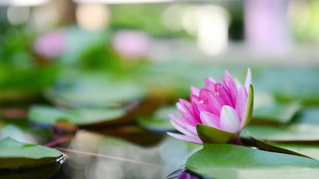 beautiful lotus flower on the water  in the garden.