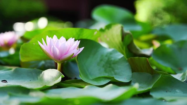 beautiful lotus flower on the water  in the garden.
