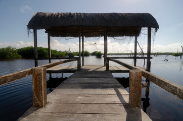 Wooden pier and mangrove forest