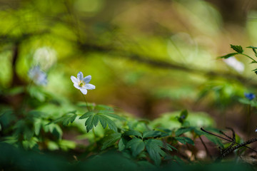 Wildflowers in the forest close-up.