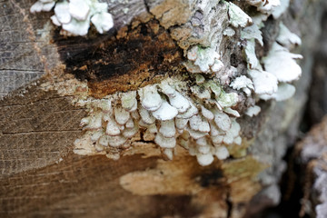 White polypore shelf fungus growing on the underside of an old log in the woods (seen near Fairfax, VA)