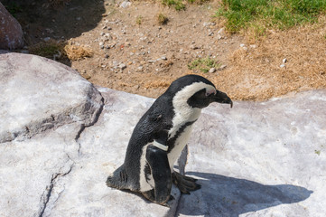 Close up of African black-footed penguin bird © Olga K