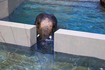 大人気のアジア象