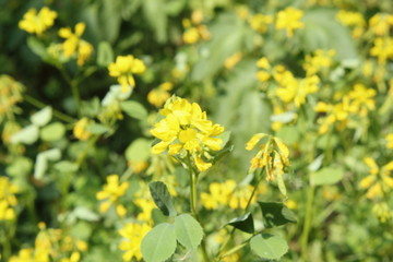  Fresh Green Fenugreek (Trigonella foenum-graecum) field , Fenugreek also known as Greek hay, Greek clover, bird's foot, fenugrec, hu lu ba, trigonella and bockshornklee.