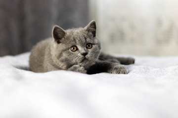 A blue British kitten lying on a white blanket.  A Blue British kitten lying on a bed. 