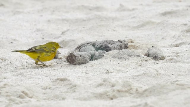Yellow warbler on the beach