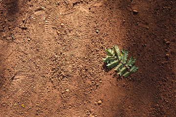 fresh leaf on dry ground