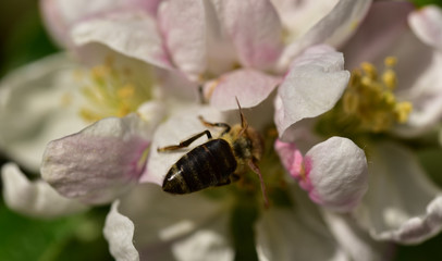 nahaufnahme von apfelblüten im frühling mit einer biene