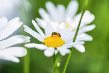 Obraz premium Bee collects nectar on a purple flower. Right place under advertising signature