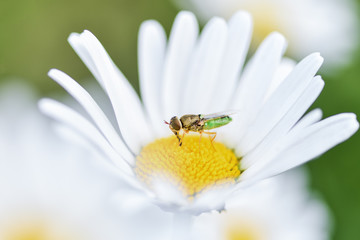 Fototapeta premium Bee, beekeeper sits on a flower chamomile and collects pollen...