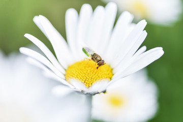 Obraz premium Bee, beekeeper sits on a flower chamomile and collects pollen..