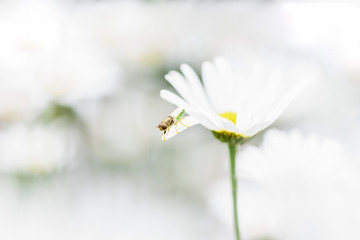 Bee, beekeeper sits on a flower chamomile and collects pollen...