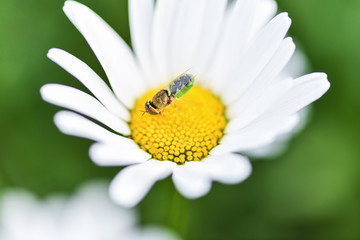 Fototapeta premium Bee, beekeeper sits on a flower chamomile and collects pollen...