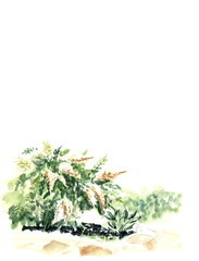 Page template with the green bush of the blossoming elderberry blossoming next to the cobblestone path. Grass and shrub. Hand-drawn watercolor sketch illustration.