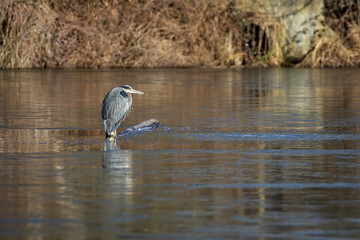 Blue Heron Standing on a Log in the Middle of a Lake that is Covered in a Thin Layer of Ice