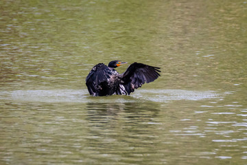 Double-Crested Cormorant Drying Wings While Swimming in Water