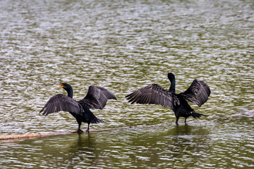 Double-Crested Cormorants Standing on a log in water, Spreading Their Wings to Dry, Rearview