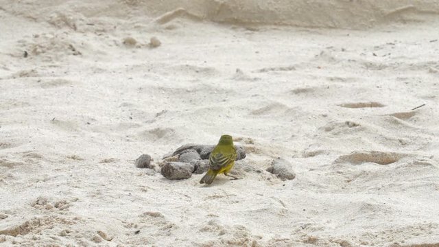 Yellow warbler on the beach
