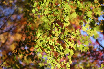 紅葉の季節