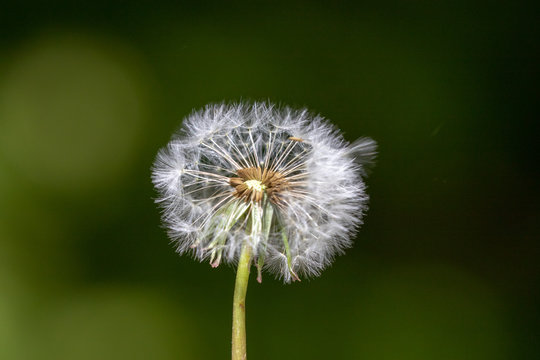 Close up of dandelion blow ball