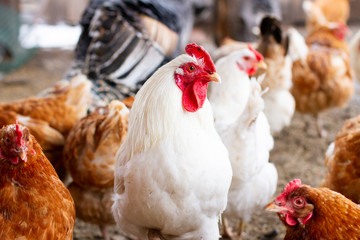 portrait of a rooster on a farm. close-up
