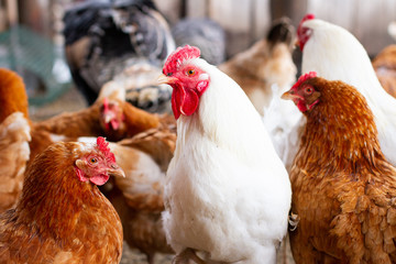 portrait of a rooster on a farm. close-up