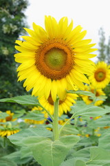 beautiful morning in nature, sunflower blooming in garden