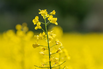 Obraz premium Single yellow blooming rape plant 