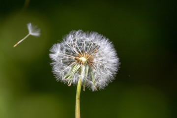 dandelion on background of green grass