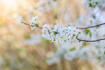 A bloomy branch of a spring tree.
