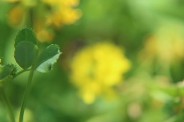 Fresh Yellow Fenugreek (Trigonella foenum-graecum) flowers - obrazy, fototapety, plakaty