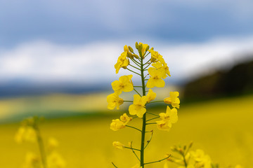 Obraz premium Single blooming rape plant in may