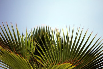 Obraz premium palm leaves