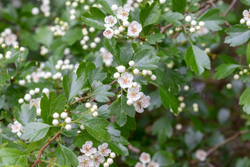 Close up of blooming hawthorn - crateagus monogyna