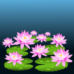 Close up group of pink lotus on lotus leaf with blue background