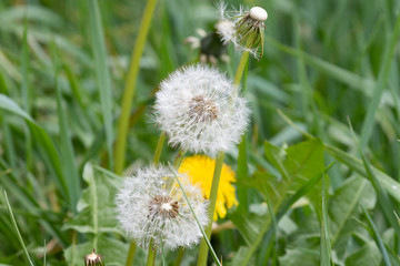 Close up of blowballs in a meadow in spring