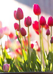 Various Color Tulips in Garden
