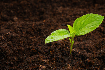 young plant in soil isolated on white background