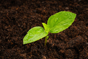 young plant in soil isolated on white background