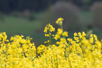 Fototapeta premium agricultural field of yellow flowers 