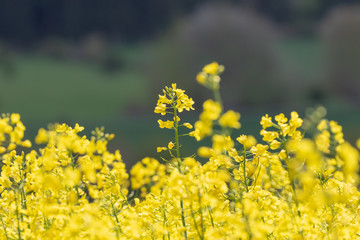 agricultural field of yellow flowers 