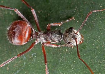 Macro Photo of Ant on Green Leaf