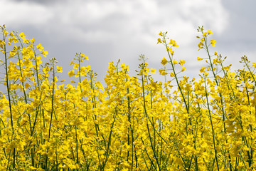 Group of blooming yellow rape plants on an agricultural field