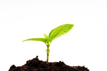 young plant in soil isolated on white background