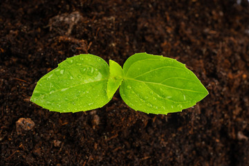 young plant in soil isolated on white background