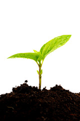 young plant in soil isolated on white background