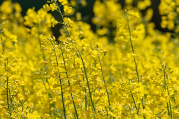 Obraz premium Close up of blooming yellow rape
