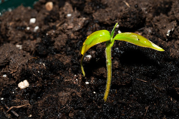 young plant in soil isolated on white background