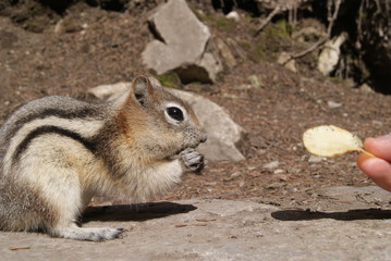 Naklejka na ściany i meble Cute squirrel eating chips