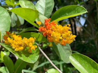 Flores del árbol de nanche